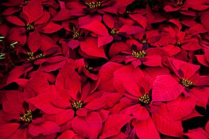 Archivo:Poinsettia (5843430096)