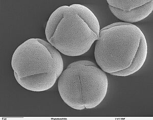 Archivo:Pollen Ricinus communis sanguineus