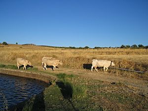 Archivo:Portezuelo vacas