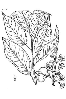 Prunus alleghaniensis.jpg