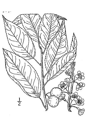 Archivo:Prunus alleghaniensis