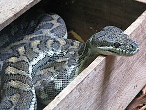 Archivo:Python Australia Zoo