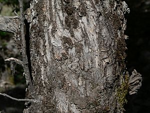 Archivo:Quercus chrysolepis 08567
