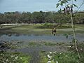 Sabakalal, Yucatán (22)