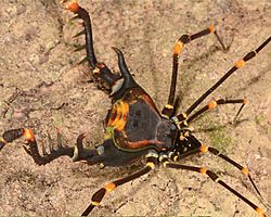 Sadocus ingens (10.3897-zookeys.1025.57806) Figure 10 (cropped-A).jpg