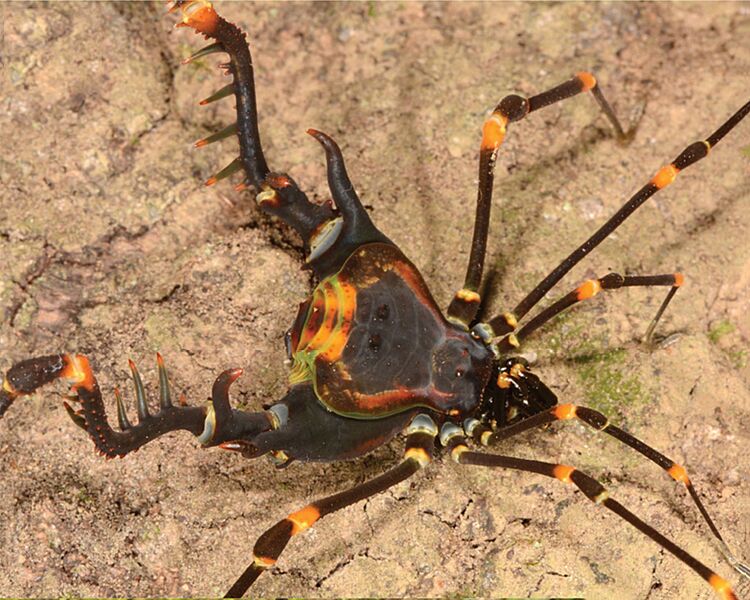 Sadocus ingens (10.3897-zookeys.1025.57806) Figure 10 (cropped-A)