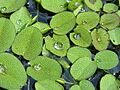 Salvinia natans1