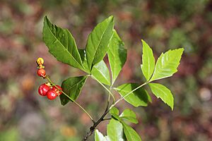 Archivo:Sapindaceae- Allophylus edulis (chal-chal) 1