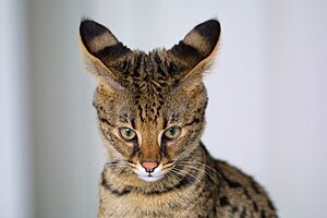 Archivo:Savannah Cat closeup