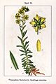 Saxifraga aizoides Sturm55