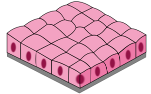 Archivo:Simple cuboidal epithelium