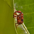 Snout-beetle