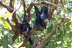 Spectacled flying foxes (Pteropus conspicillatus) - male, female & her young.jpg
