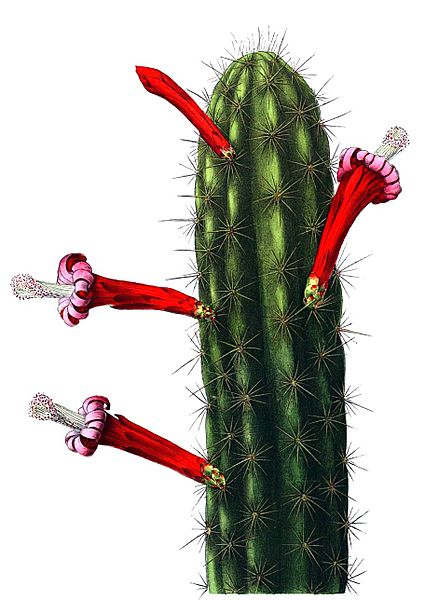 Stenocereus alamosensis Cereus sonorensi
