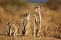 Suricates, Namibia-2