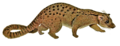 The carnivores of West Africa (Nandinia binotata white background)