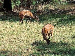 Archivo:Tragelaphus scriptus (pair)