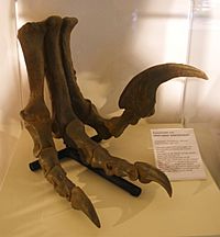 Archivo:Utahraptor ostrommaysorum