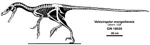Archivo:Velociraptor