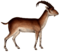 Walia ibex illustration white background.png