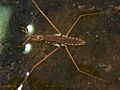Water strider G remigis