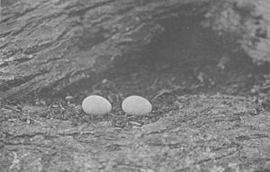 Archivo:Xenicus longipes longipes eggs