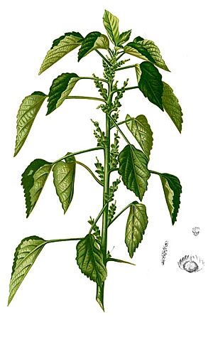 Archivo:Acalypha indica Blanco2.266-cropped