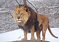 African Lion Panthera leo Male Pittsburgh 2800px