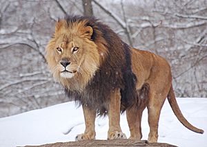 Archivo:African Lion Panthera leo Male Pittsburgh 2800px