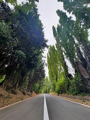 Alameda de Los Callejones, San Rosendo.jpg