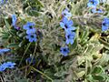 Alkanna tinctoria2