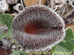 Aristolochia chilensis 2.jpg