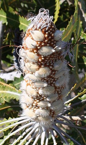 Archivo:Banksia prionotes young follicles email