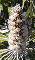 Banksia prionotes young follicles email