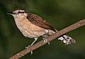 Bicolored Wren 750