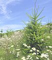 Biodiversity on clearcut