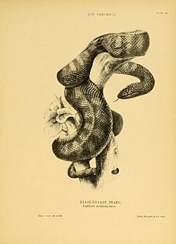 Black-headed snake by Harriet Scott.jpg