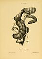 Black-headed snake by Harriet Scott