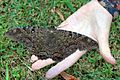 Black witch moth (Ascalapha odorata) on hand.jpg