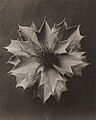 Blossfeldt-Eryngium maritimum, Stranddistel