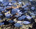 Blue Shoal 3 (4385899762)