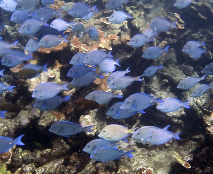 Blue Shoal 3 (4385899762)