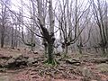 Bosque de hayas en la subida al Adarra