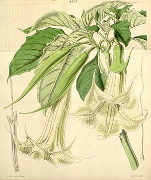 Archivo:Brugmansia arborea~Datura cornigera
