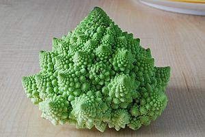 Archivo:Cauliflower Fractal AVM