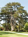 Cedar of Lebanon at Blenheim - geograph.org.uk - 796811