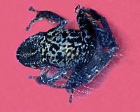 Ceuthomantis smaragdinus.jpg