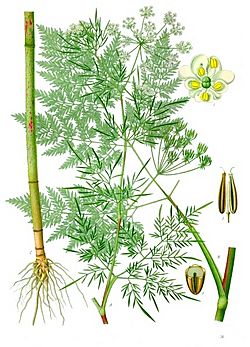 Chaerophyllum bulbosum - Köhler–s Medizinal-Pflanzen-177.jpg
