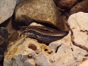 Archivo:Chalcides viridanus (Wroclaw zoo)