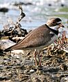 Charadrius semipalmatus1